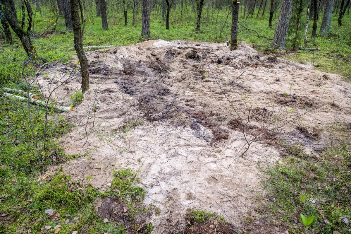 Jest opinia biegłych botaników w sprawie szczątków rakiety znalezionych w lesie koło Bydgoszczy. Jak dowiedział się reporter RMF FM, ekspertyza trafiła właśnie do prokuratora, który zapoznaje się z ustaleniami ekspertów.