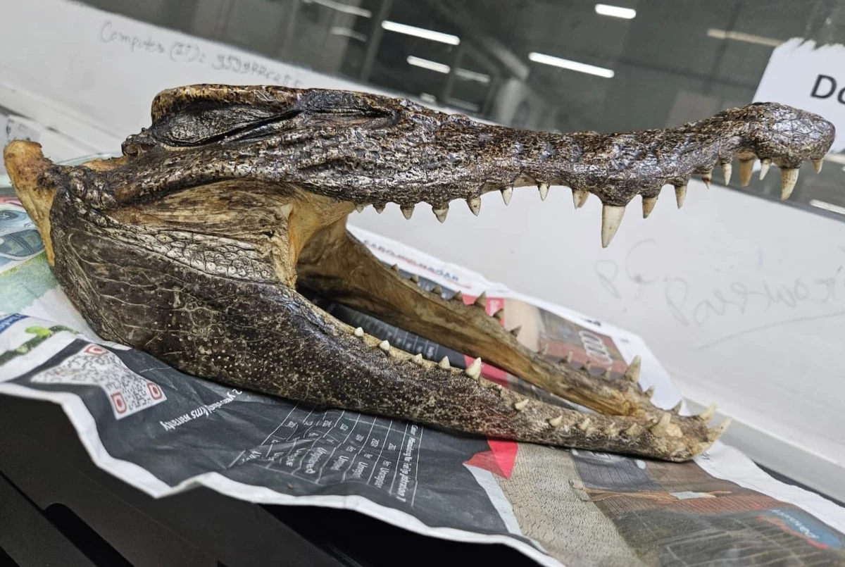 Niecodzienny incydent na lotnisku w Delhi. Służby zatrzymały tam 32-letniego Kanadyjczyka, który w bagażu miał czaszkę krokodyla. Należała ona do gatunku chronionego. Mężczyzna został zatrzymany.