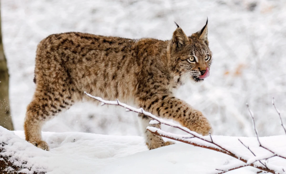 Dwa rysie, które zostały nielegalnie wypuszczone na wolność w Szkocji, zostały schwytane. Zwierzęta trafiły na 30-dniową kwarantannę, a docelowym miejscem ich pobytu będzie zoo w Edynburgu. 