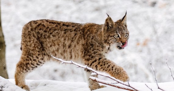 Dwa rysie, które zostały nielegalnie wypuszczone na wolność w Szkocji, zostały schwytane. Zwierzęta trafiły na 30-dniową kwarantannę, a docelowym miejscem ich pobytu będzie zoo w Edynburgu. 