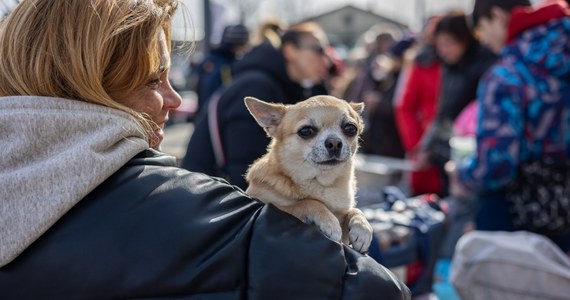 178,26 zł - tyle maksymalnie w 2025 roku wynosi podatek od posiadania jednego psa. Jest to niecałe 5 zł więcej niż w 2024 roku. Nie wszystkich jednak obowiązuje ten nakaz. Kto nie musi płacić podatku od psa? Co grozi za ewentualne nieuiszczenie opłaty? 