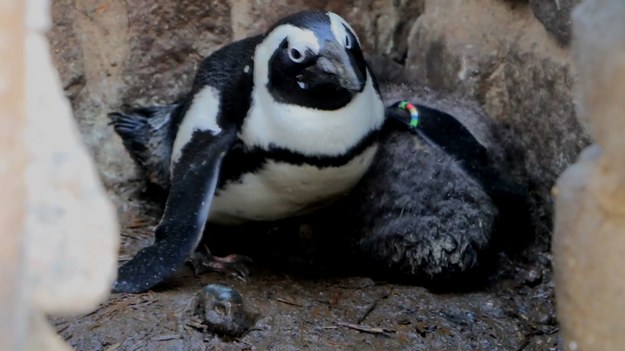 W gdańskim zoo na świat przyszli nowi mieszkańcy. To cztery pingwiny przylądkowe. Anna Gonia Kuc.