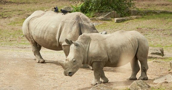 Szokujący incydent w zoo w hrabstwie Essex w Anglii. Zebra nie przeżyła brutalnego ataku nosorożca. Media podają, że świadkami zdarzenia były dzieci. 