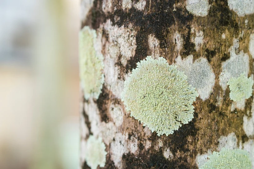 Nie czekaj do wiosny. Gdy zobaczysz to na pniu, działaj natychmiast