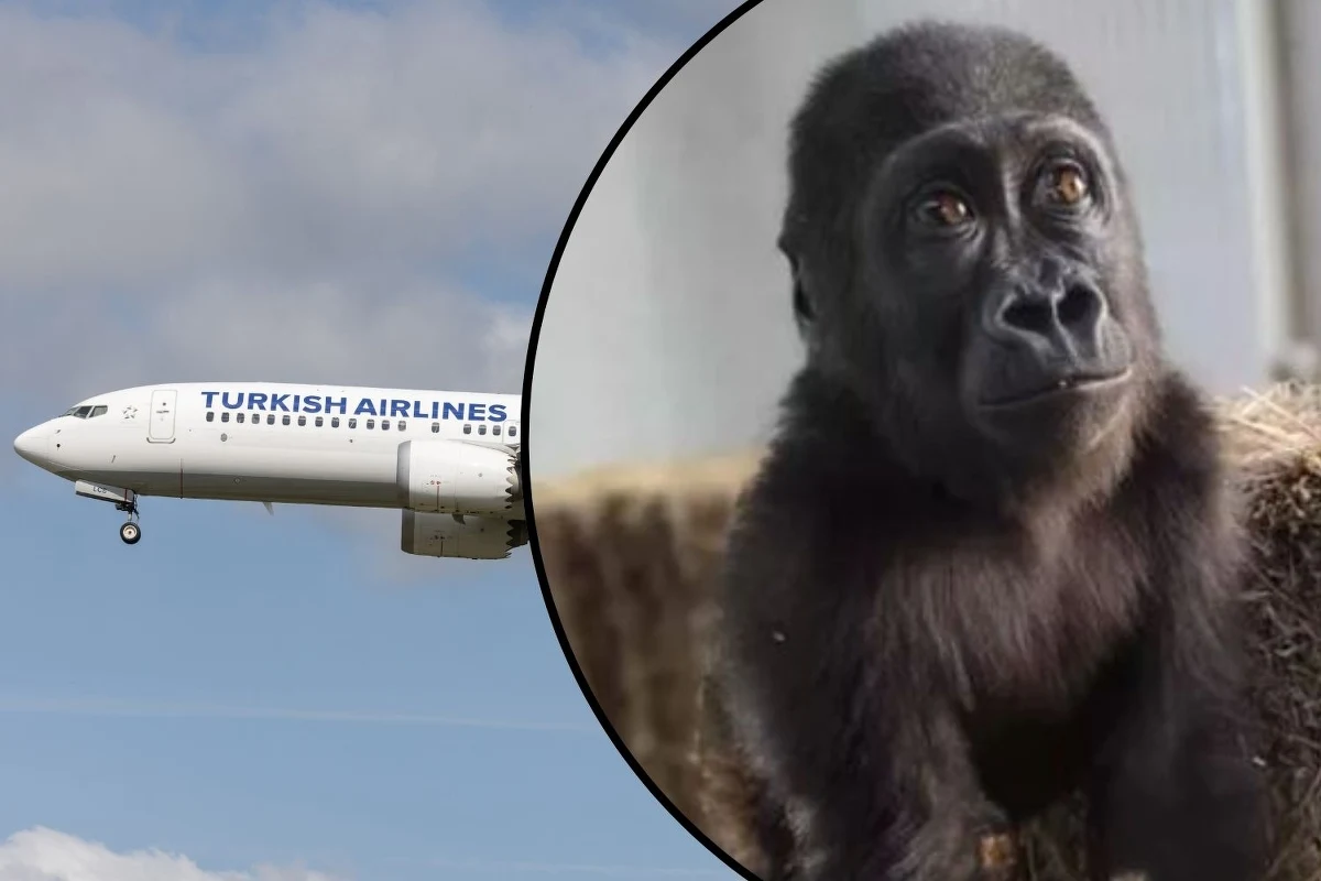 Kilkumiesięczne gorylątko, które znaleziono w luku bagażowym samolotu lecącego z Nigerii do Tajlandii, teraz dochodzi do siebie w zoo w Stambule. Zwierzę, które otrzymało imię Zeytin, czyli "oliwka", zaczyna odzyskiwać siły po traumatycznej podróży.