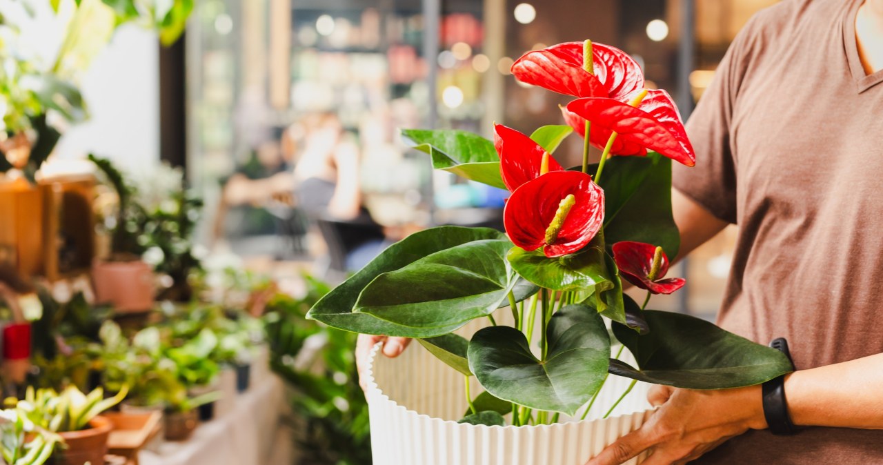 Twoje anturium nie kwitnie? Ten kuchenny składnik działa lepiej niż nawóz
