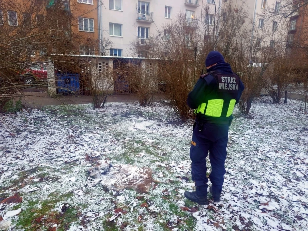 Zaskakujące odkrycie mieszkańca warszawskiej Pragi. Nieopodal ronda Wiatraczna znalazł porzuconą na trawniku głowę i skórę dzika.