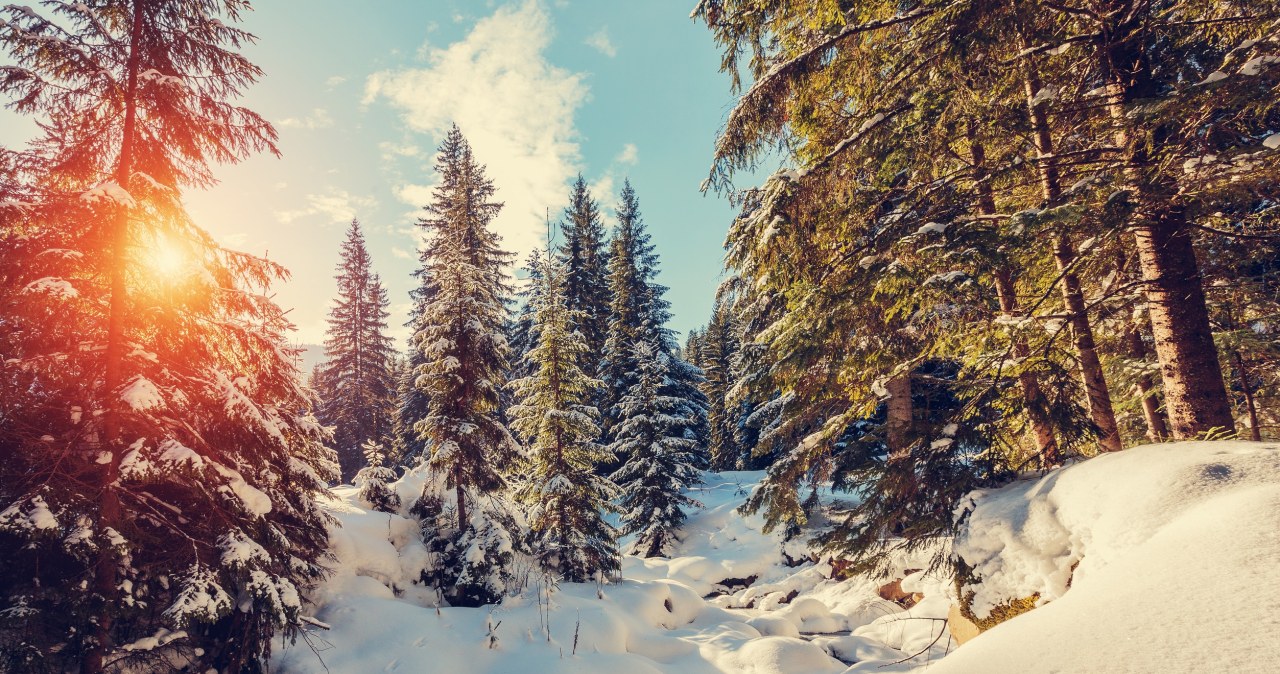 Leśnicy opublikowali zdjęcia i namawiają. „Trzeba tylko umieć je odczytać”