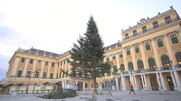 10 stycznia 100-letnia jodła o wysokości 18 m została ścięta piłą łańcuchową w ogrodzie pałacu Schonbrunn.Następnie przekazano ją do lokalnego, gdzie jego igłami żywić się będzie himalajskich tahrów.