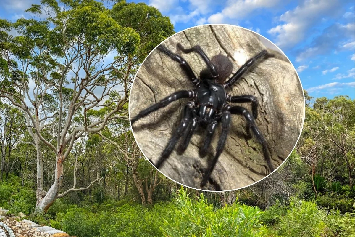 Nowy gatunek bardzo jadowitego pająka sklasyfikowali naukowcy z Uniwersytetu Flindersa w Australii, Muzeum Australijskiego i niemieckiego Instytutu Leibnitza. To "Big boy", czyli Atrax christenseni, który osiąga 9 cm długości. 