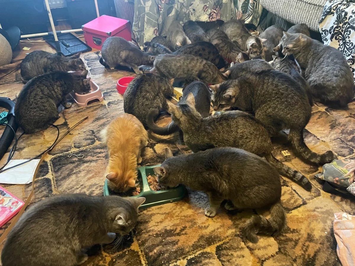 Policja zajmuje się sprawą 30 kotów, które bez wody i jedzenia zostały pozostawione w małym mieszkaniu w centrum Tarnobrzega (woj. podkarpackie). Czworonogi trafiły pod opiekę stowarzyszenia "Chrońmy zwierzęta". "Dla mnie to jest porażka gatunku ludzkiego" - mówi RMF FM jego szefowa, Izabela Płudowska.