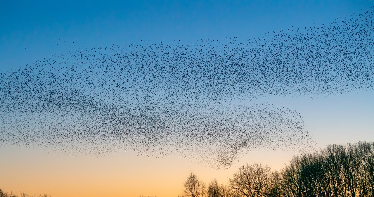 Jak zwierzęta przewidują burzę i deszcz? Naturalne sygnały zmian pogody
