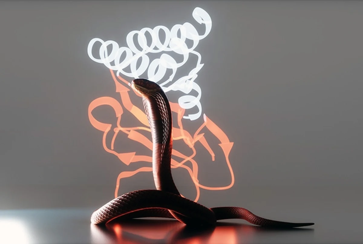 Nowe badanie opublikowane w czasopismie "Nature" przez tegorocznego laureata Nagrody Nobla w dziedzinie chemii, Davida Bakera, daje nadzieję na potencjalny przełom w leczeniu ukąszeń węży. Naukowcy pod jego kierownictwem stworzyli z pomocą narzędzi sztucznej inteligencji nowe białka, które neutralizują śmiertelne toksyny znajdujące się w jadzie tych gadów, oferując potencjalnie bezpieczniejszą i bardziej skuteczną alternatywę dla tradycyjnych antytoksyn.