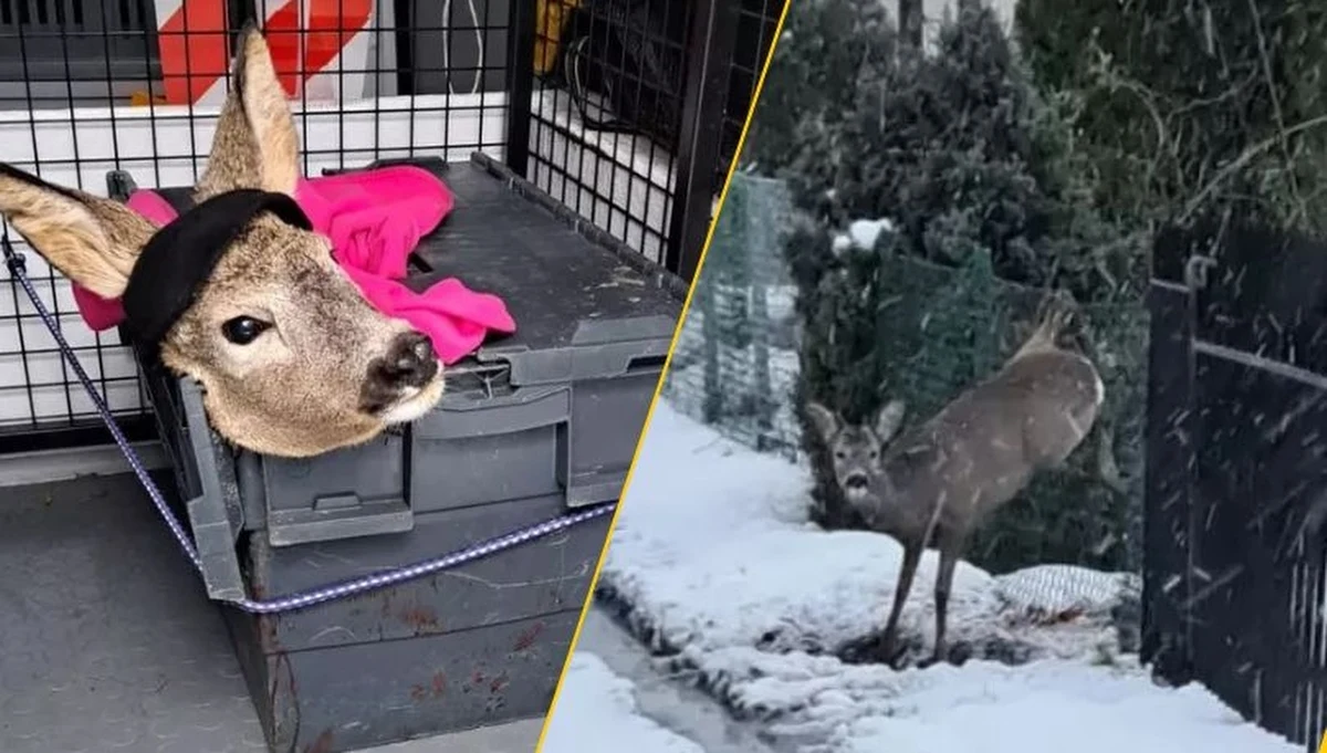 Do niecodziennego zdarzenia doszło na terenie ogródków działkowych w Gdańsku. Młody koziołek, próbując przeskoczyć ogrodzenie, zaklinował się na siatce. Uwięziony, ranny i wyczerpany czekał na ratunek. Na szczęście, dzięki szybkiej reakcji przechodnia i strażników miejskich, zwierzę ma szansę na pełny powrót do zdrowia.