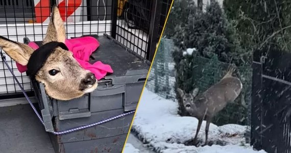 Do niecodziennego zdarzenia doszło na terenie ogródków działkowych w Gdańsku. Młody koziołek, próbując przeskoczyć ogrodzenie, zaklinował się na siatce. Uwięziony, ranny i wyczerpany czekał na ratunek. Na szczęście, dzięki szybkiej reakcji przechodnia i strażników miejskich, zwierzę ma szansę na pełny powrót do zdrowia.