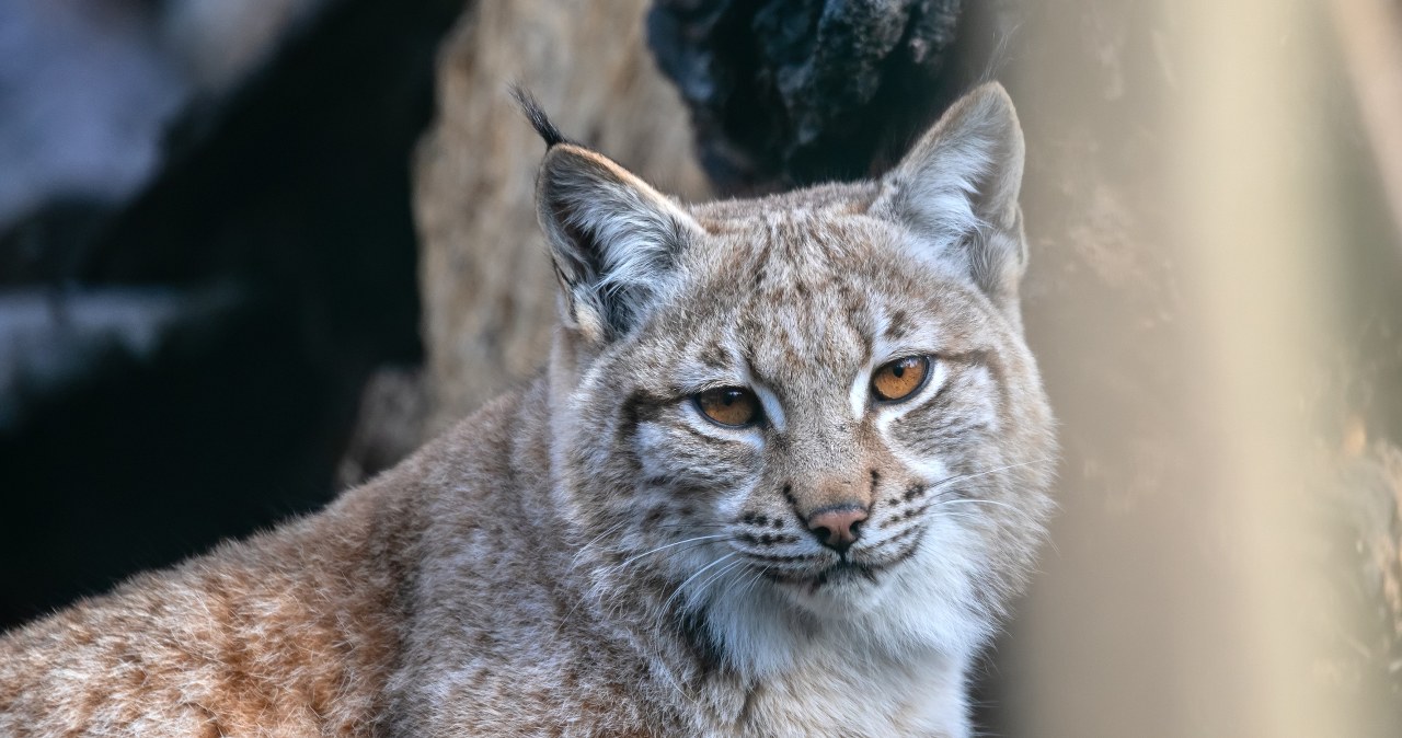 Jeden z ostatnich bastionów dzikości. Ważna chwila dla dużych kotów