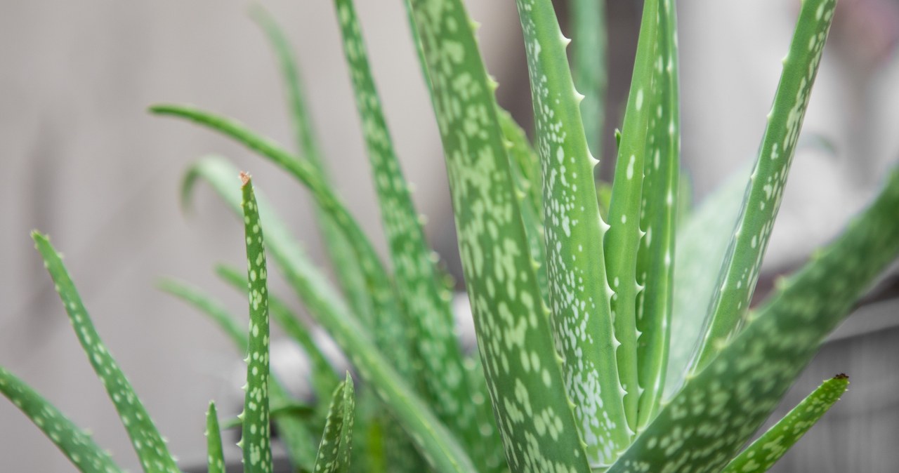 Dba o witalność seniora choćby w nocy. Idealny pomysł na zdrowszą sypialnię