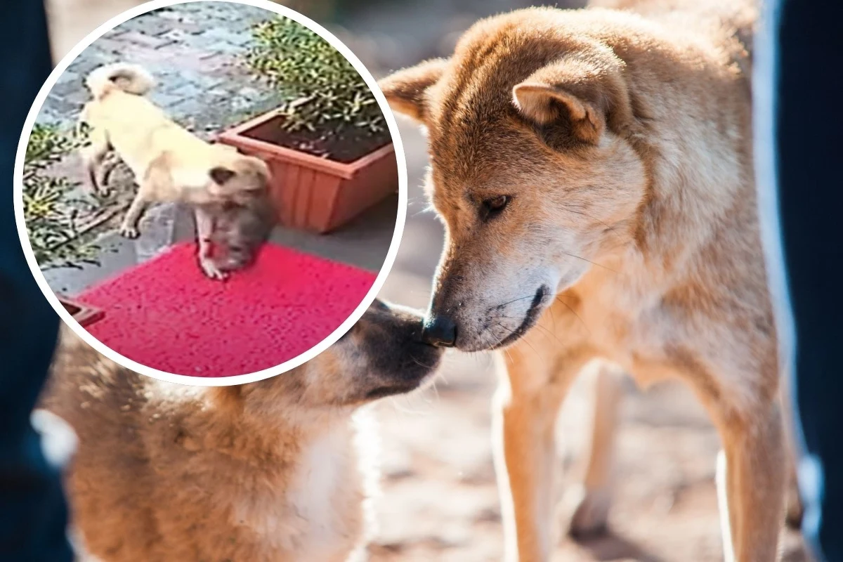 W sercu Stambułu rozegrała się dramatyczna, a zarazem wzruszająca historia, która poruszyła serca ludzi na całym świecie. Bezpańska suczka, w akcie desperacji i miłości, przyniosła swoje umierające, wyziębione szczenię prosto pod drzwi kliniki weterynaryjnej.