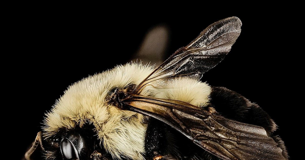 Królowe trzmieli nie giną pod wodą. Dokonują tam cudu