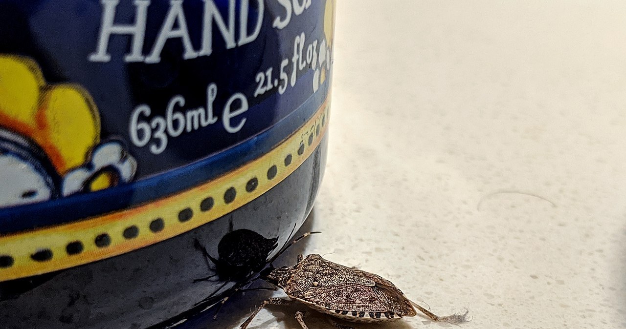 Wchodzą do domów i strasznie śmierdzą. Pluskwiaki panoszą się w Polsce