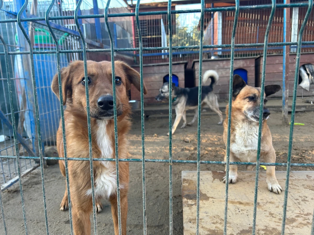 Ponad pół miliona złotych zebrano na internetowej zbiórce dla schroniska w Dąbrówce koło Wejherowa w Pomorskiem. To tam w noc z czwartku na piątek doszło do pożaru, podczas którego nie udało się uratować jedenastu psów i kilkunastu kotów. Na miejscu trwają intensywne prace. "Wszyscy jesteśmy pogrążeni w żałobie. Ale nie mamy czasu usiąść i zapłakać" – mówi RMF FM Anna Dawidowska, dyrektor placówki. Budynku, w którym wybuchł pożar, już nie ma. W jego miejsce powstanie nowy. Kilkaset psów czeka na swój nowy dom.