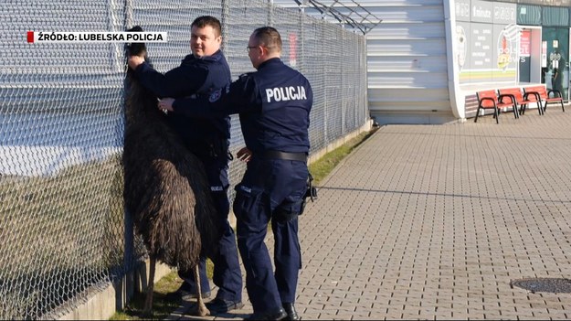 Ptak uciekł z hodowli w Ludwikowie oddalonej niemal 20 kilometrów od portu lotniczego i stwarzał zagrożenie nie tylko dla siebie. Akcja jego zatrzymania wcale nie była łatwa. Emu, jak się okazało, był doświadczony, nie pierwszy raz był na gigancie - w akcji jego zatrzymania brało udział aż sześciu mundurowych. Łukasz Dubaniewicz.