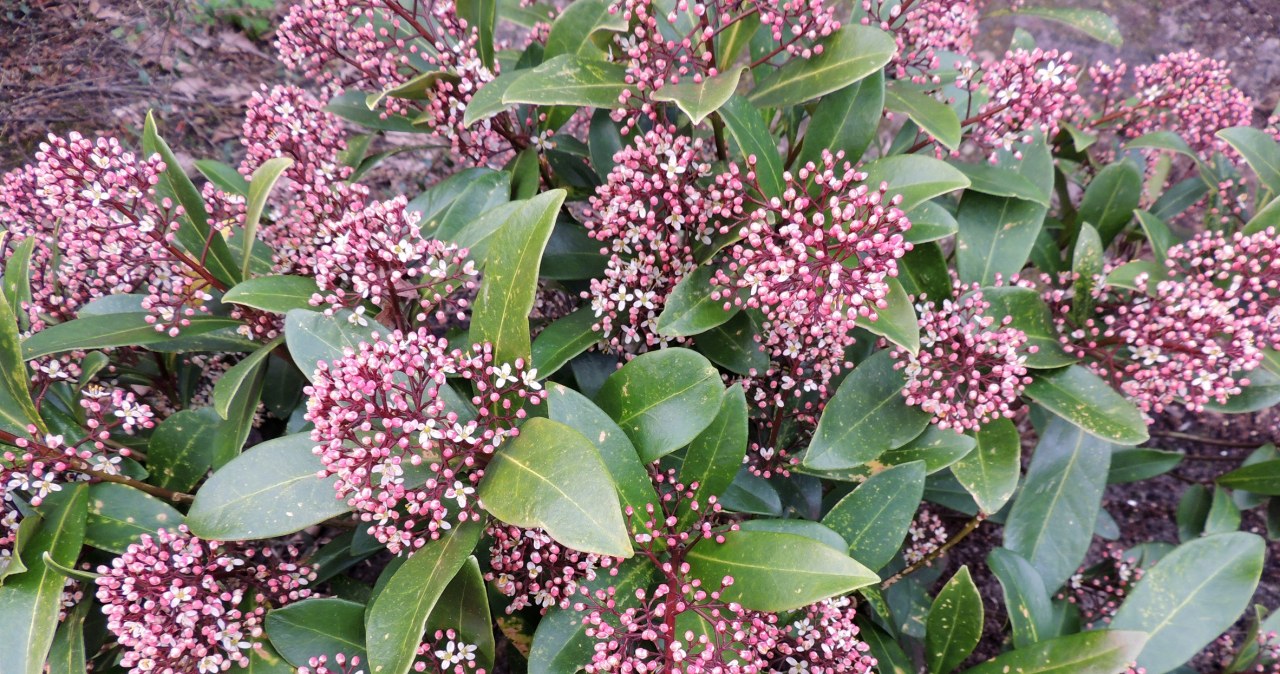 Ta roślina sprawia, iż ogród pachnie, jak najdroższe perfumy. Poznaj tę zimozieloną piękność