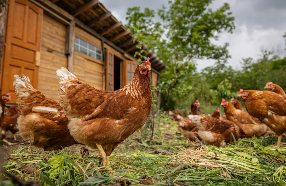 Niepokojące wyniki badań laboratoryjnych Państwowego Instytutu Weterynaryjnego. Potwierdziły one wystąpienie ognisk rzekomego pomoru drobiu (ND) w Wojniczu (powiat tarnowski) i Dąbrowicy (powiat bocheński) w województwie małopolskim.