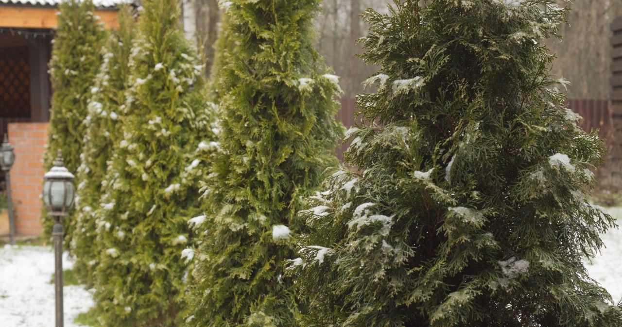 Zimozielony ogród i rośliny odporne na mrozy. Niezawodne i piękne