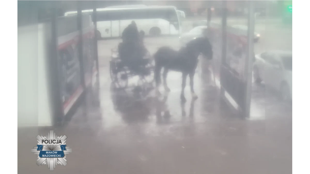 Policjanci z Makowa Mazowieckiego ustalają, czy podczas mycia konia na jednej z tamtejszych myjni samochodowych doszło do znęcania się nad zwierzęciem. Mężczyźni, którzy są za to odpowiedzialni, zostali już przesłuchani, jednak żadnemu nie przedstawiono zarzutów.