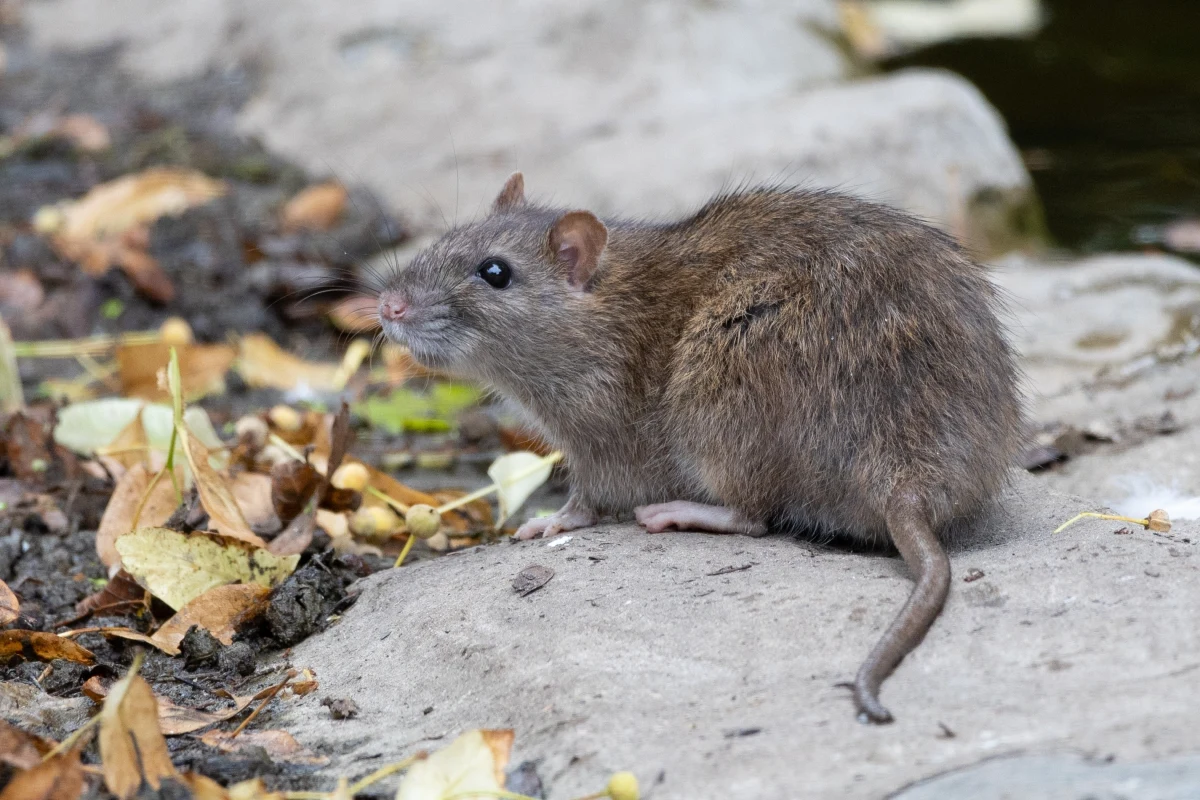 Amerykańscy śledczy mają nie lada problem - szczury uzależnione od narkotyków niszczą przetrzymywane od lat w magazynach dowody przestępstw. Szczurzych narkomanów jest tak dużo, że nie radzą sobie z nimi nawet deratyzatorzy.