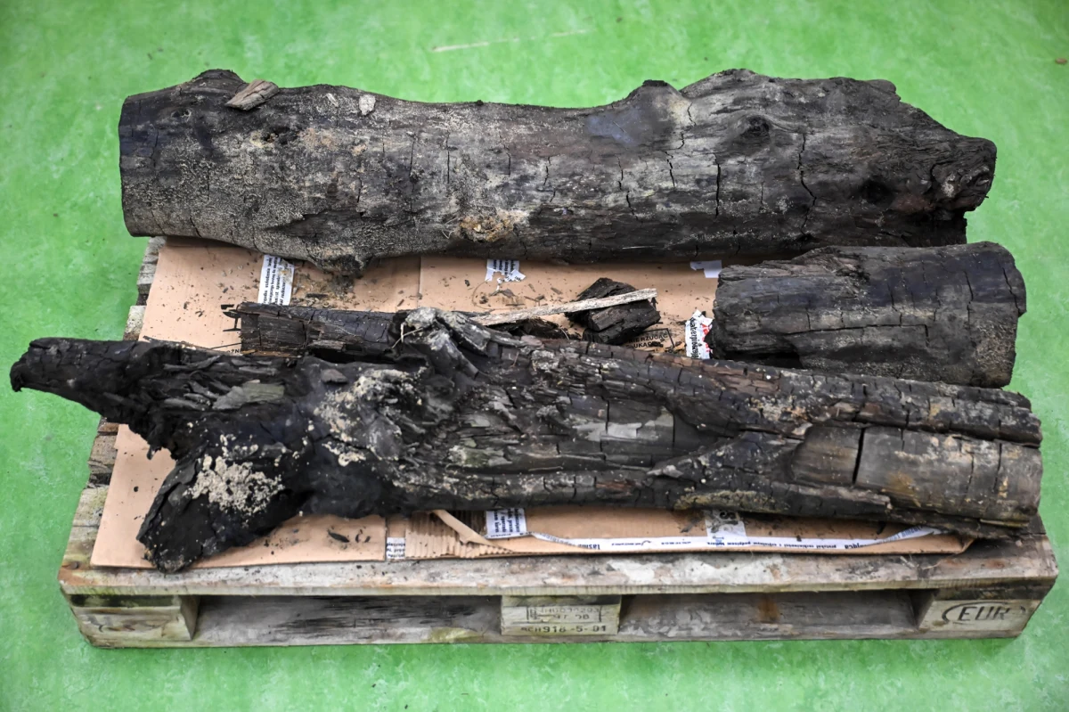 Dwie drewniane kłody, wydobyte w kopalni bursztynu w Leszkowicach (Lubelskie), liczą aż 38 milionów lat. Trafiły na Wydział Biologii Uniwersytetu Gdańskiego. "Po raz pierwszy mamy do czynienia z tak dużymi fragmentami kopalnego drewna, które może opowiedzieć swoją historię" - mówią biolodzy. Liczą, że kłody pomogą m.in. w zrozumieniu aktualnych zmian klimatycznych.