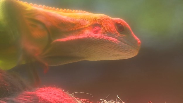 Mógł zabić go mróz, a uratował inkubator. Mowa o egzotycznym legwanie, który niedawno wypadł z bloku w Koszalinie. Wojciech Gaweł.