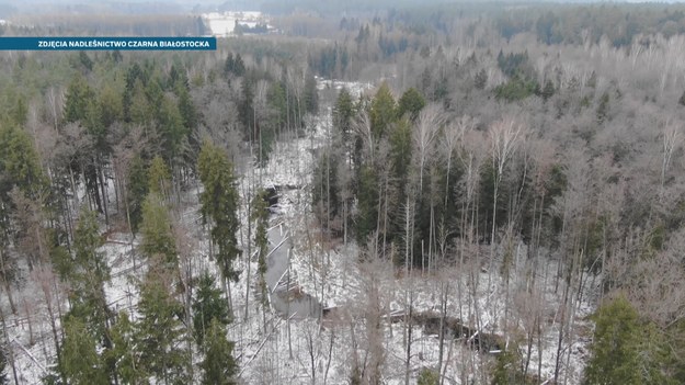 Aż sześć nowych rezerwatów zostało utworzonych na Podlasiu. Trzy w Puszczy Augustowskiej i trzy w Knyszyńskiej. Nowe rezerwaty mają powierzchnię niemal 670 hektarów. Marcin Szumowski.