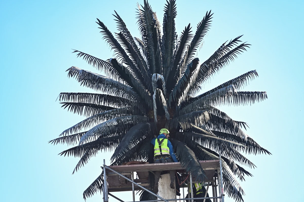 "Najbardziej oryginale zlecenie, jakie dostaliśmy" - tak o umowie na wykonanie nowych liści kultowej palmy, stojącej przy rondzie de Gaulle’a w Warszawie, mówi dr inż. Rafała Kozera. Zespół Kozery i dr hab. Kamili Sałasińskiej, naukowców z Politechniki Warszawskiej, miał za zadanie przygotować 74 piętnastokilogramowe liście. W trakcie prac dowiedziano się m.in., że palma, choć sztuczna, może być domem dla żywych stworzeń.
