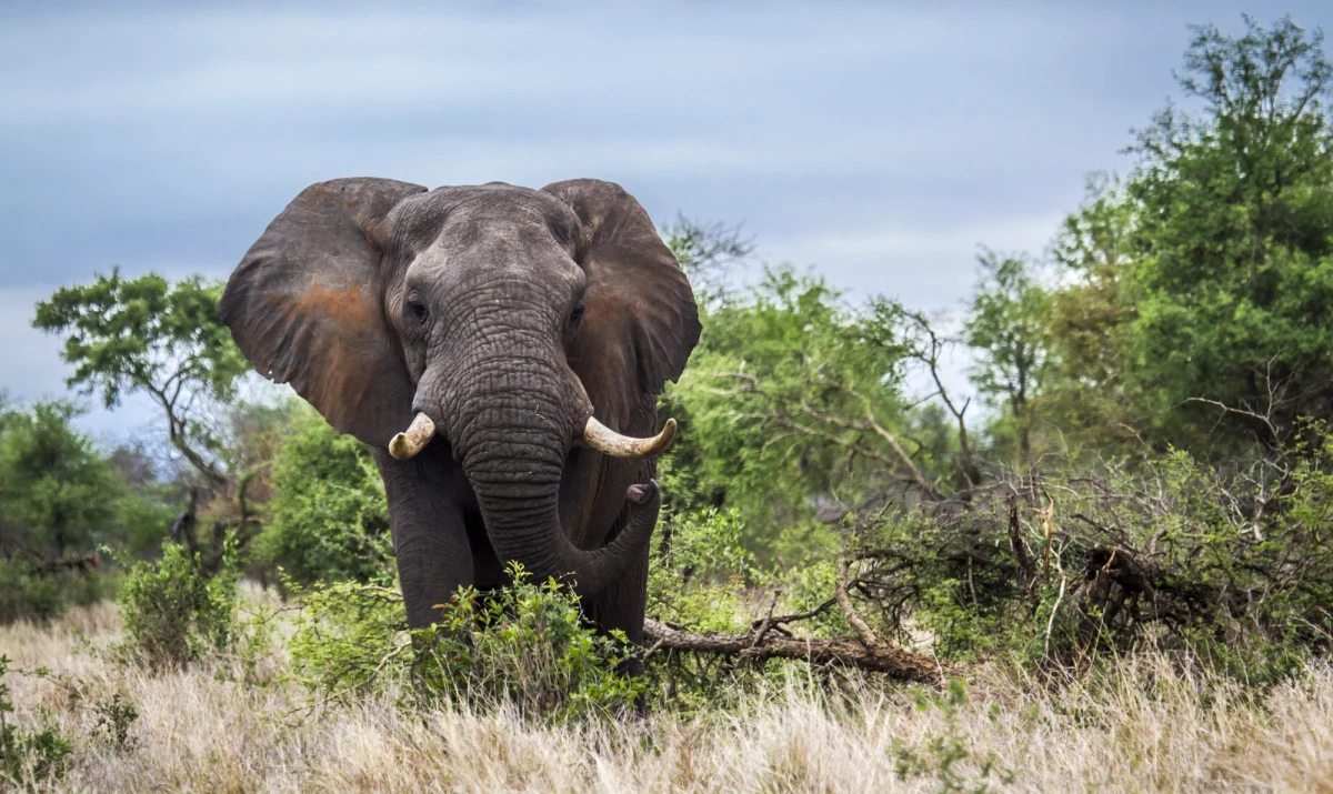 Nie żyje turysta, który został stratowany przez słonia w Parku Narodowym Krugera w RPA. Z informacji świadków wynika, że starszy, biały mężczyzna ratował swoje wnuki, które zostały zaatakowane przez zwierzę.