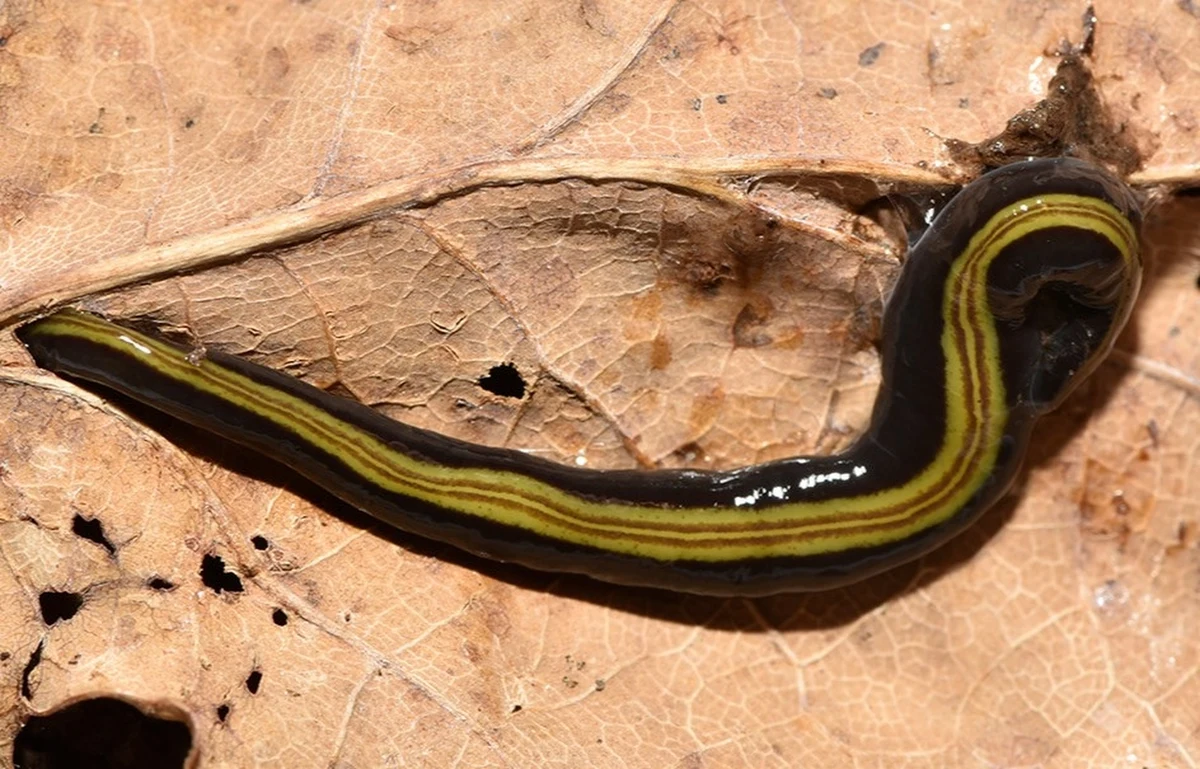 ​Mięsożerne glisty groźnym gatunkiem inwazyjnym w Niemczech. Pochodzące z Australii płazińce wykryto 1,5 roku temu w Nadrenii Północnej-Westfalii. Zła wiadomość jest taka, że robaki są w stanie przetrwać w naszym klimacie. Co gorsza - egzotyczne glisty zagrażają naszym glebom.