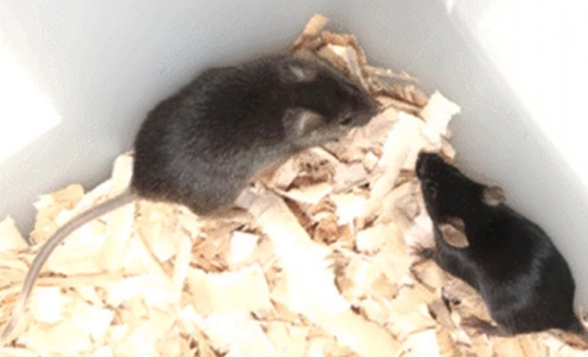 Chińscy naukowcy ogłosili na łamach czasopisma "Cell Stem Cell", że z pomocą techniki modyfikacji komórek macierzystych udało im się stworzyć mysz, pochodzącą wyłącznie od dwóch ojców, która przeżyła do dorosłości. Badanie rzuca nowe światło na możliwości reprodukcji jednopłciowej u ssaków, pokonując dotychczasowe, wydawałoby się, nieprzekraczalne bariery. Sami autorzy przyznają, że nie wiadomo, czy ta technologia ostatecznie mogłaby być stosowana do rozwiązywania problemów zdrowotnych ludzi. Liczą jednak na otwarcie obiecującej ścieżki dla postępu w medycynie regeneracyjnej.