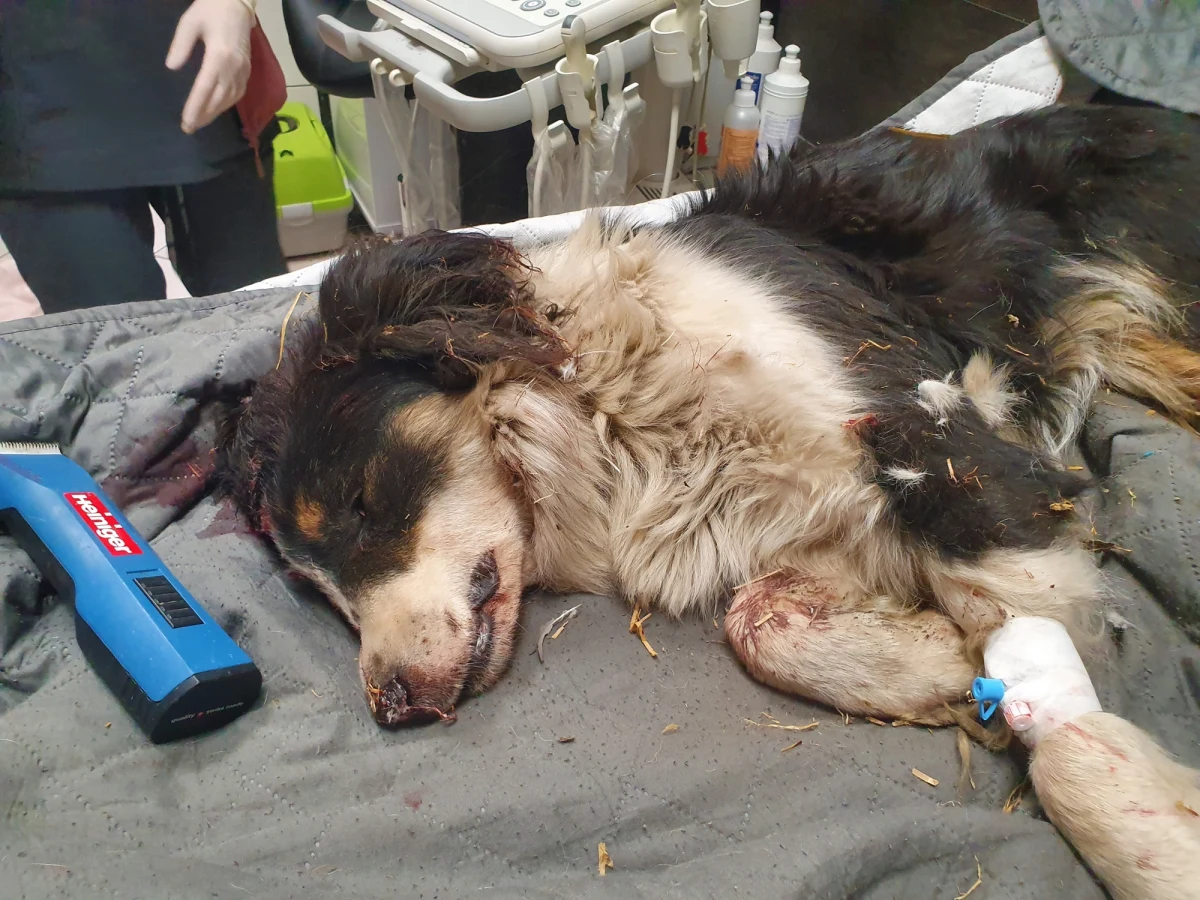 Nawet 3 lata więzienia grożą mieszkańcowi powiatu miechowskiego (Małopolska) za znęcanie się nad zwierzęciem. Jak przekazała dziennikarce RMF24 policja, mężczyzna okładał psa kijem, co spowodowało krwiaka i obrzęk głowy. Właściciel usłyszał już zarzuty, ale nie przyznaje się do winy.