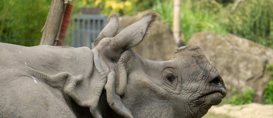 Nosorożec indyjski Jacob, zwany również Kubą, nie żyje. Jak wyjaśnia warszawski ogród zoologiczny, trzeba go było uśpić ze względu na rozległy stan zapalny po urazie rogu i związane z tym cierpienie zwierzęcia. "Uwielbiał indyjską i klasyczną muzykę, kąpiele błotne, zabiegi pielęgnacyjne oraz smarowanie glinką. Był zrównoważonym i pełnym charakteru podopiecznym" - żegnają Jacoba jego opiekunowie.