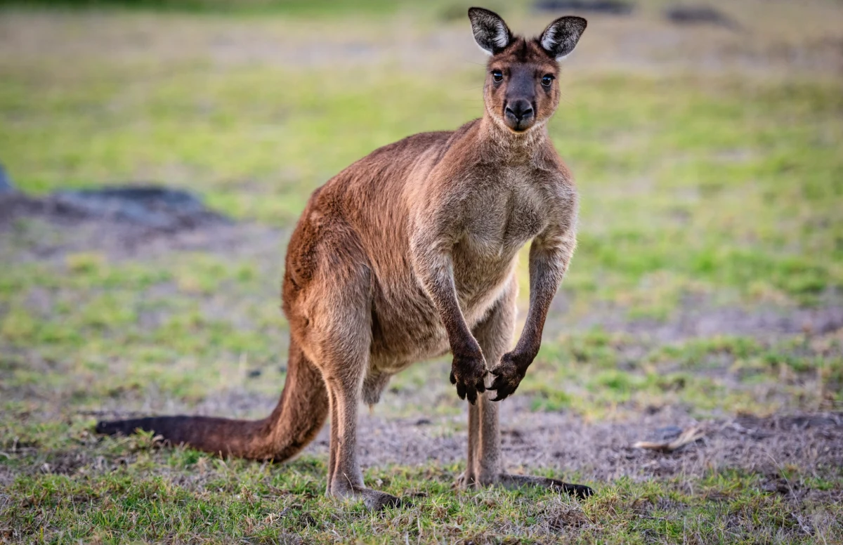 Mrożącą krew w żyłach historią żyją australijskie media. Mężczyzna z Queensland, gdy szedł do samochodu, został zaatakowany przez ogromnego kangura. Zwierzę miało ok. 2 metry wzrostu i ważyło co najmniej 100 kg. Służby twierdzą, że tylko szybka reakcja sąsiada pomogła uratować życie poszkodowanego. 