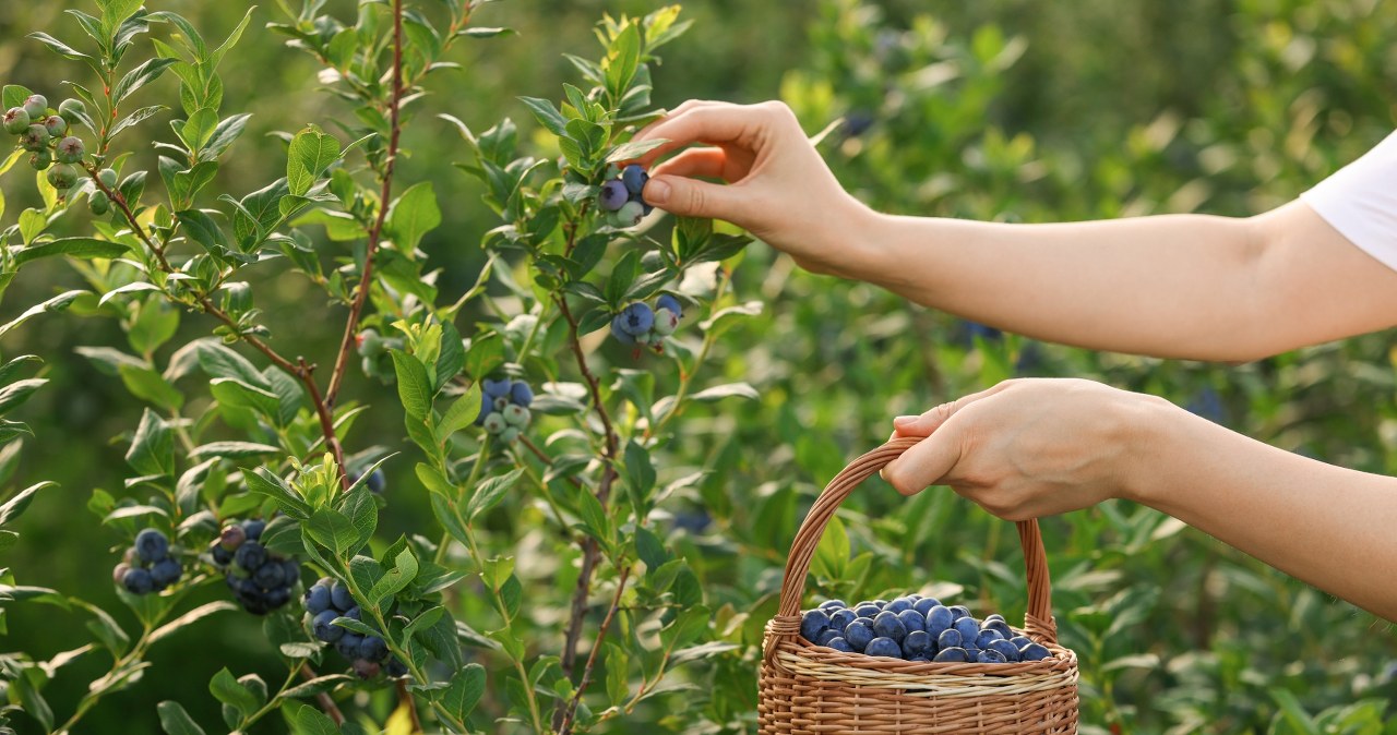 Co zrobić, aby borówka miała duże owoce? Wystrzegaj się tych błędów