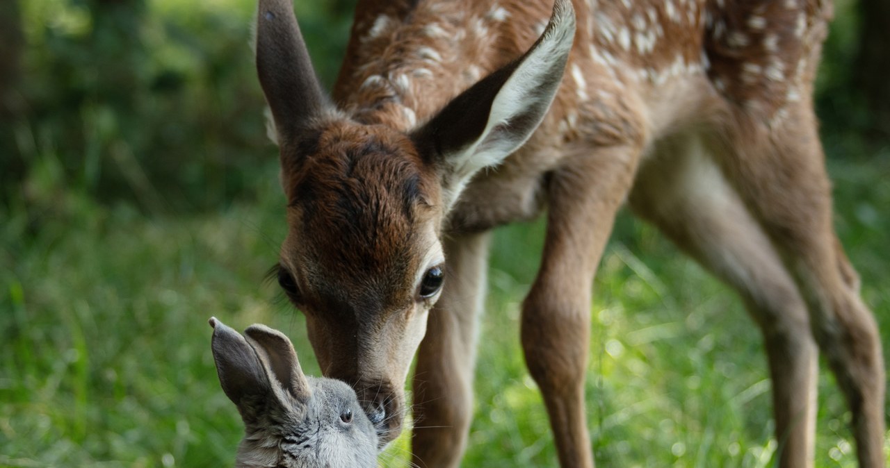 "Bambi" to jedna z najstarszych i najbardziej rozpoznawalnych na całym świecie bajek Disneya. Teraz ta opowieść powraca! Już 7 lutego na ekranach polskich kin zadebiutuje film "Bambi. Opowieść leśna".