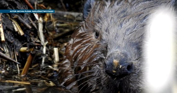 Nikt nie buduje tak jak one. Bobry dbają o środowisko