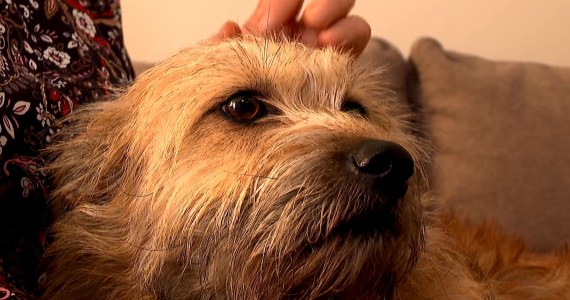 Domy tymczasowe dla psów. Jeszcze nie rodzina, ale już nie schronisko