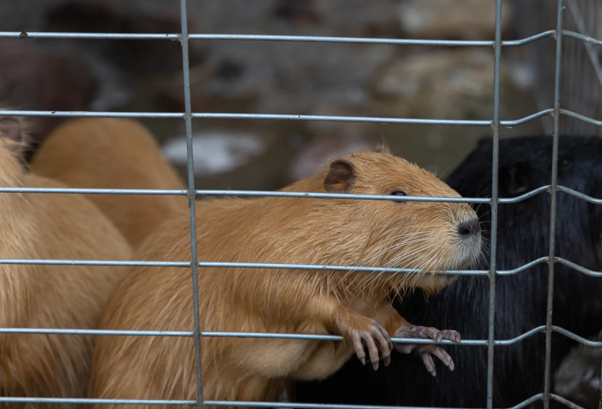 1 lutego w Norwegii wszedł w życie zakaz hodowli zwierząt futerkowych. Ostatnia ferma w kraju została zamknięta dwa lata temu. Na wypłatę odszkodowań w pełnej wysokości czeka wciąż ponad połowa z 418 właścicieli zlikwidowanych zakładów.