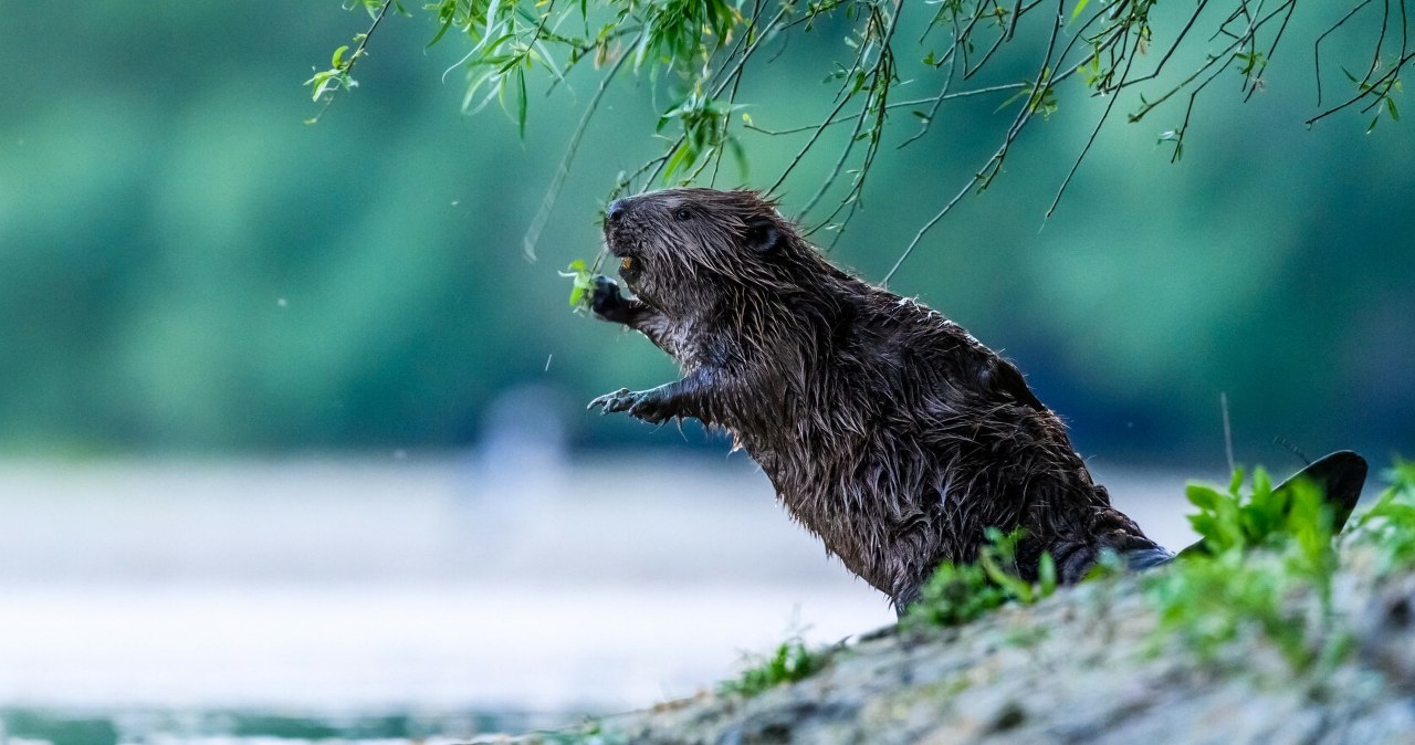 W Szwajcarii powstała specjalna infolinia. Można zapytać o bobry W Szwajcarii powstała specjalna infolinia. Można zapytać o bobry