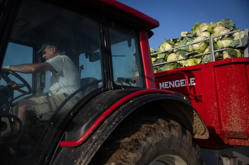 Producenci kapusty w kryzysie. Warzywa z tego kraju zalewają Polskę