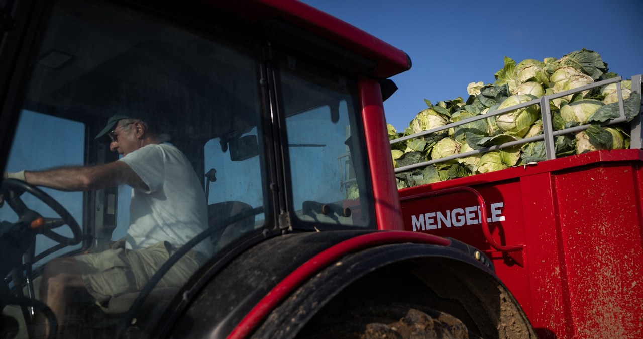 Producenci kapusty w kryzysie. Warzywa z tego kraju zalewają Polskę