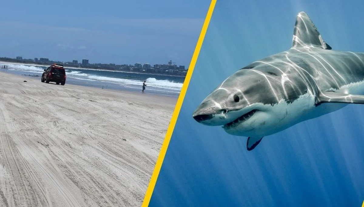 Tragedia na plaży Woorim w australijskim stanie Queensland. 17-letnia dziewczyna zginęła po ataku rekina. Jak informują australijskie media, dramat rozegrał się około 100 metrów od brzegu, w popularnym miejscu do surfowania.
